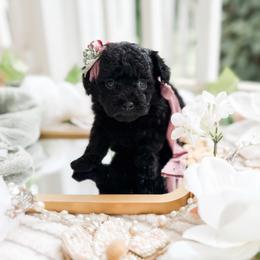 Primrose - Black female Poodle puppy in Chapel Hill, North Carolina from Cyndi’s Poodles