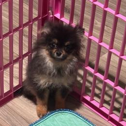 Waverly - Black and tan female Pomeranian puppy in Eastover, North Carolina from Tea-Cake Pomeranians of The Carolinas