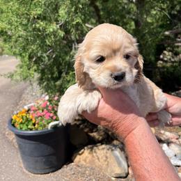 Boy 2 - Buff male Cocker Spaniel puppy in Trinidad, Colorado from Sweet Cockers