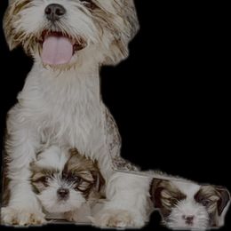 Trixie - Shih Tzu