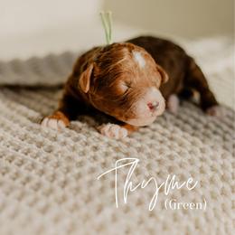 Thyme - Red  male Goldendoodle puppy in Patterson, California from Dooling Doodles