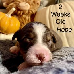 Hope - Red tri female Miniature Australian Shepherd puppy in Kentucky from Natural Life Ranch