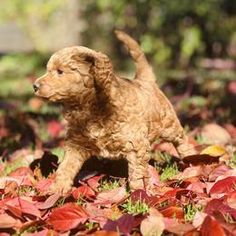 Poodle Puppies from Payette Poodles