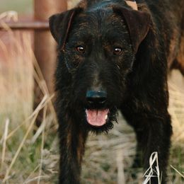 Heideterriers from German Heideterriers USA