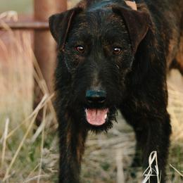 Heideterriers from German Heideterriers USA