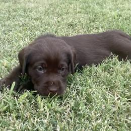 Golden Retriever and Labrador Retriever Puppies from All Around Retrievers