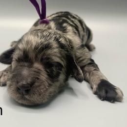 Raven - Merle female Goldendoodle puppy in New Ringgold, Pennsylvania from Hawk Mountain Doodles