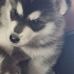Pomsky Puppies from Peoria Pomskies