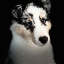 Shetland Sheepdog Puppies from Southern Charm Sheltie’s