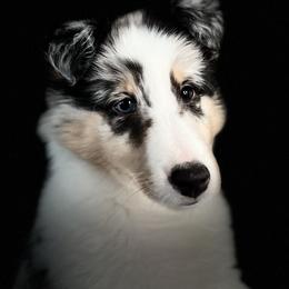 Shetland Sheepdog Puppies from Southern Charm Sheltie’s