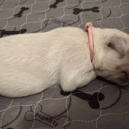 Girl 1 - Golden Retriever puppy in South Carolina from Carolina Point Retrievers