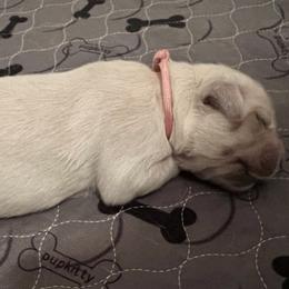 Girl 1 - Golden Retriever puppy in South Carolina from Carolina Point Retrievers