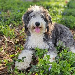 Keturah - Bernedoodle