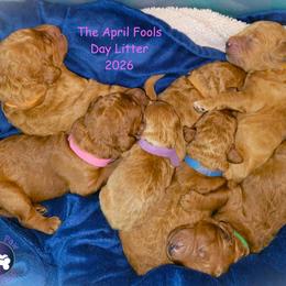 Goldendoodle puppies from South Paw Doodles