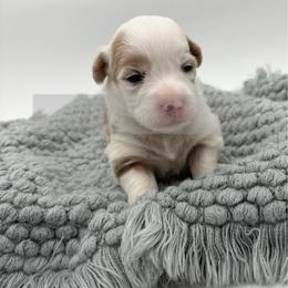 Smarty Pants - 1800 - Full Fluffy - Red female Pembroke Welsh Corgi puppy in Rozet, Wyoming from Hayday Ranch Corgis