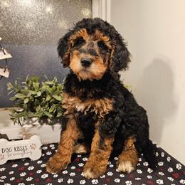 Yellow collar - Phantom female Bernedoodle puppy in Shelby, North Carolina from Forever Grateful Doodles