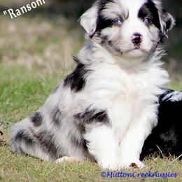 Miniature Australian Shepherd Puppies from Mutton Creek Aussies