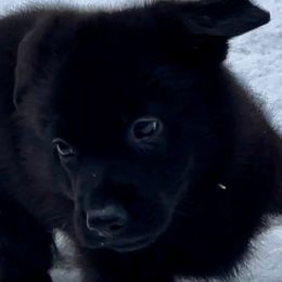 German Shepherd Puppies from Shadow Wraith German Shepherds