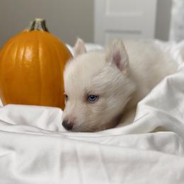 Siberian Husky Puppies from Snowy Siberians