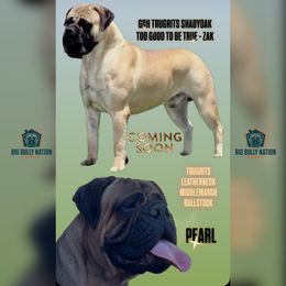 Red fawn Boy - Red fawn male Bullmastiff puppy in Attleboro, Massachusetts from Big Bully Nation