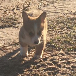 Pembroke Welsh Corgi Puppies from Red Elephant Farms