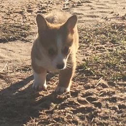 Pembroke Welsh Corgi Puppies from Red Elephant Farms