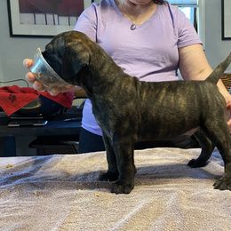 Ruger - Bullmastiff puppy in Everett, Washington from Bulwark Bullmastiffs
