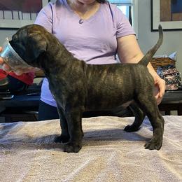 Ruger - Bullmastiff puppy in Everett, Washington from Bulwark Bullmastiffs