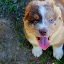 Miniature Australian Shepherd Puppies from AussiesRus