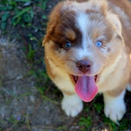 Miniature Australian Shepherd Puppies from AussiesRus