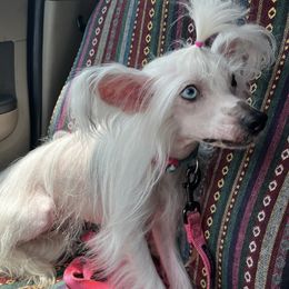 Aster - Chinese Crested