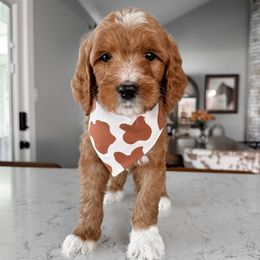 Tex - Red  male Goldendoodle puppy in Bakersfield, California from Diamond K Doodles