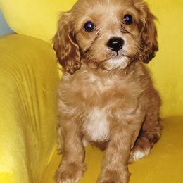 Raphael - Brown male Cavapoo puppy in Wentworth, Missouri from Newton County Cavaliers LLC