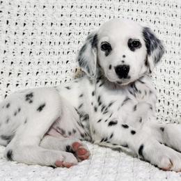 Dalmatian puppies from Spotted Jewels Dalmatians