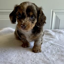 Dachshund Puppies from Warricks Wild Weenies