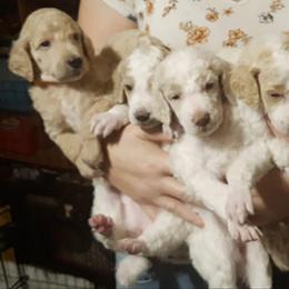 Poodle Puppies from Leah Reeves
