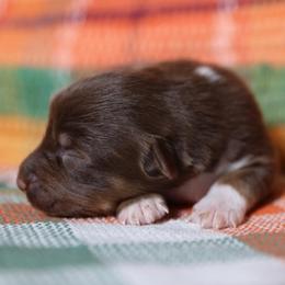WITCHY - Red tri-color female Australian Shepherd puppy in Star City, Arkansas from Blush & Lace Aussie Co.