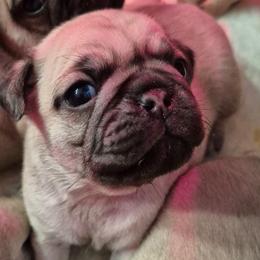 Boy 1 - Fawn male Pug puppy in Fitzwilliam, New Hampshire from Kayla's Pugs