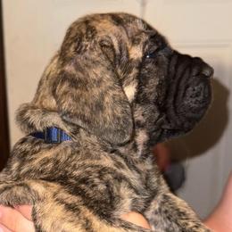 Rucker - Brindle male Mastiff puppy in Carthage, Missouri from Mama’s Mastiffs