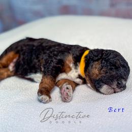 Bert - Black tri-color male Aussiedoodle puppy in Kennesaw, Georgia from Distinctive Doodle