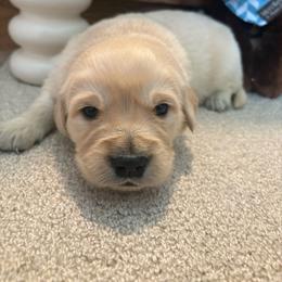 Aspen - Light golden male Golden Retriever puppy in Grant County, Indiana from On The Sunny Side Pavey Farms