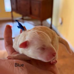 Blue boy - male Cavapoochon puppy in Mt Pleasant, Texas from Hippdoodranch