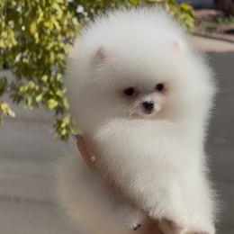 Boy 2 - White male Pomeranian puppy in Denver, Colorado from Diana's Pomeranians