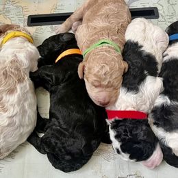 Poodle Puppies from Fancy Southern Standards
