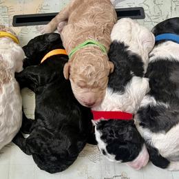 Poodle Puppies from Fancy Southern Standards