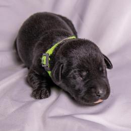 Green Collar - Black male Labrador Retriever puppy in Lebanon, Oregon from Table Rock Retrievers