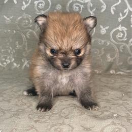Moe - Red sable male Pomeranian puppy in Lexington, Oklahoma from BooneDox Miniature Dachshunds
