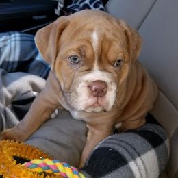 Winston - Olde English Bulldogge