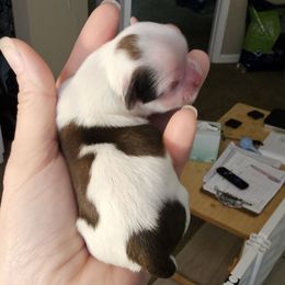 Harley Quinn - Red and white female Shih Tzu puppy in Fairfield County, Ohio from Wandering Tzu