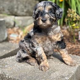 La-Z-boy - Blue merle male Aussiedoodle puppy in Henry, Illinois from Rowe Farms Doodles